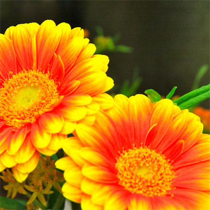 image/galerie/frische-im-schnitt/05-gerbera-blumen-fritsch.jpg