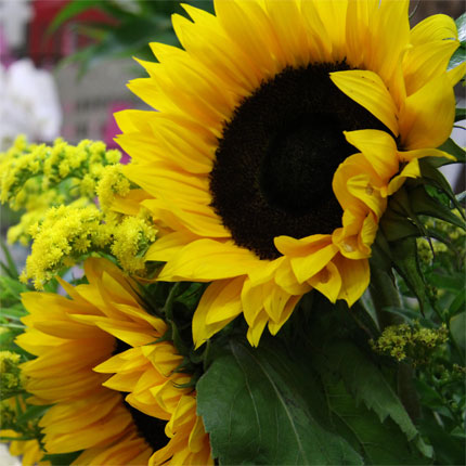 image/galerie/frische-im-schnitt/08-sonnenblumen-blumen-fritsch.jpg