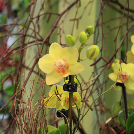 image/galerie/hochwertige-pflanzen/03-gelbe-orchidee-blumen-fritsch.jpg