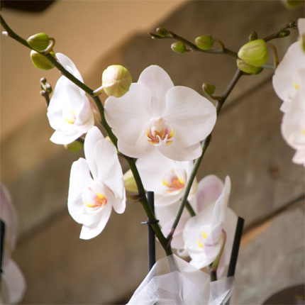 image/galerie/hochwertige-pflanzen/04-rein-weisse-orchidee-blumen-fritsch.jpg