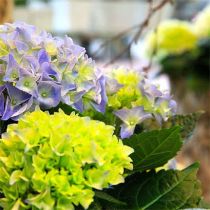 image/galerie/hochwertige-pflanzen/06-gruene-und-blaue-hortensie-blumen-fritsch.jpg