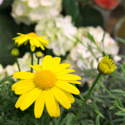 image/galerie/hochwertige-pflanzen/08-gelbe-magerite-blumen-fritsch.jpg