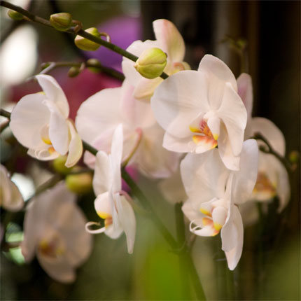 image/galerie/hochwertige-pflanzen/12-weisse-orchidee-blumen-fritsch.jpg