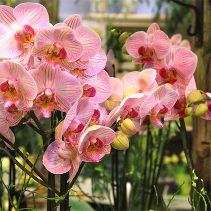 image/galerie/hochwertige-pflanzen/13-rosa-pinke-orchidee-blumen-fritsch.jpg